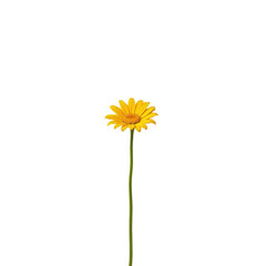 Vibrant Yellow Flower Standing Tall Against a Solid Transparent background