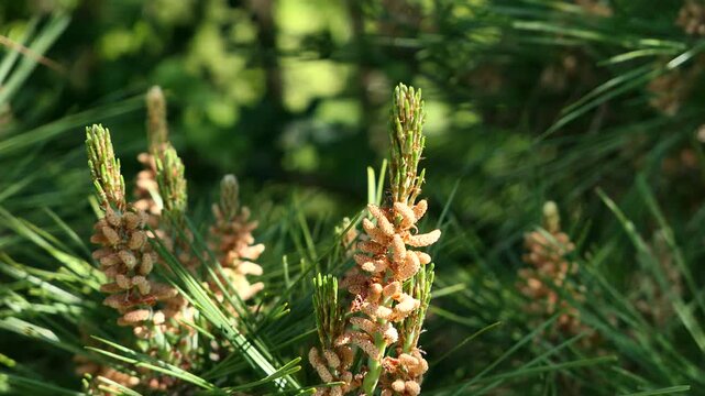 Reddish yellow to light brown male cones on tips of branches of coniferous tree Japanese Red Pine, latin name Pinus Densiflora, gently moving in light spring breeze. 
