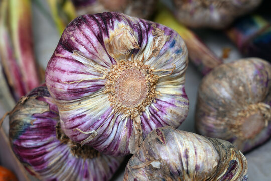 Fresh purple garlic heads at a farmers market in Provence, France