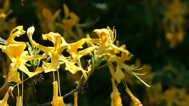 Video of yellow blossoming spring flowers of Yellow Azalea decorative plant, also called Honeysuckle Azalea, latin name Rhododendron Luteum, gently moving in light spring breeze.  