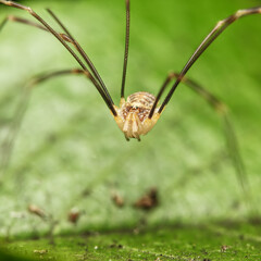 harvestman spider close up of body
