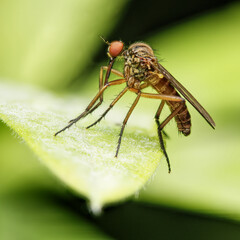 Fly close up in macro