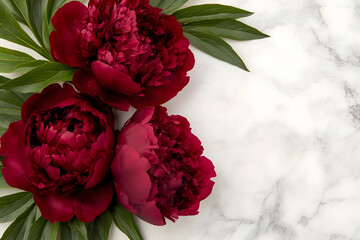 Dark Red Peonies on Marble Background Illustration