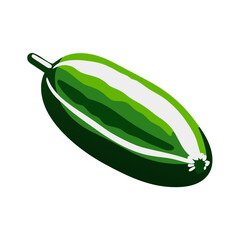 Green papaya vector illustration with fresh design for body health and cooking	