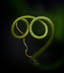 green cucumber plant in macro