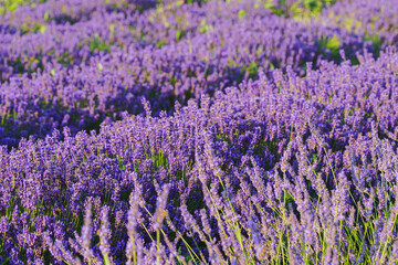Fototapeta premium Wide view of blooming lavender field under strong summer light. Rows of vibrant purple flowers create stunning natural texture, representing fragrance. Landscape, natural background, herbal wallpaper