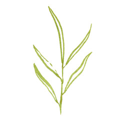 Hand drawn tropical plant branch. Brush line art, hand drawn tropical branch with leaves, exotic plant, use as print, poster, label, stickers, element design, textile, package.