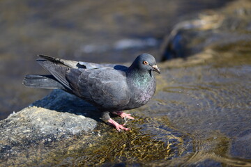 Feral pigeon standing on a river rock