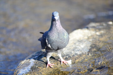 Feral pigeon facing forward at the water's edge