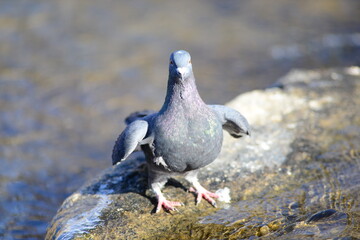 Feral pigeon facing forward at the water's edge