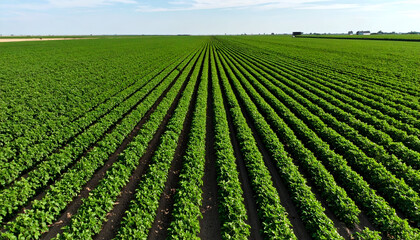 Aerial view of vast green farmland.