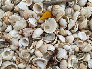 Assorted seashells and driftwood captured on a sandy coastal surface, offering a raw and organic beach vibe.
