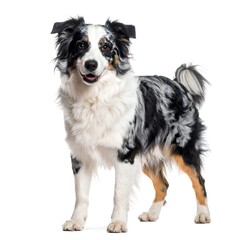 Fototapeta premium Happy dog, standing pose