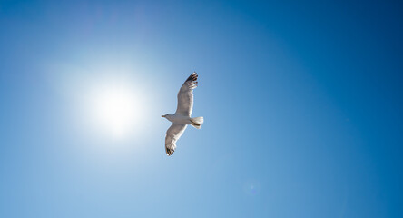 Majestic seagull soaring gracefully against a vibrant blue sky, its wings fully extended, capturing the essence of freedom and the beauty of nature