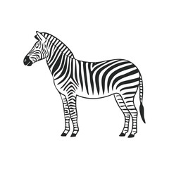 Fototapeta premium Zebra standing side view black and white illustration isolated on background