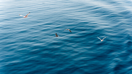Four seagulls are flying over a deep blue sea