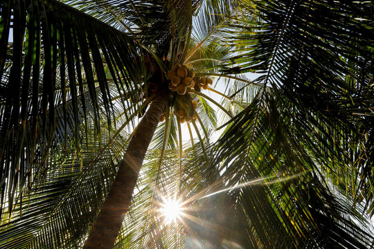 A low-angle view of a coconut tree full of ripe yellow coconuts, surrounded by lush green palm leaves. The image captures the vibrant tropical atmosphere and natural abundance.