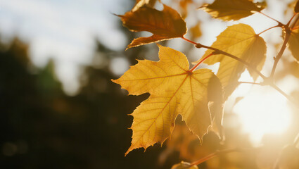 Close-up of golden autumn leaves on a tree branch illuminated by warm sunlight. The backlighting creates a glowing, translucent effect as the leaves shimmer against a soft, blurred background. 