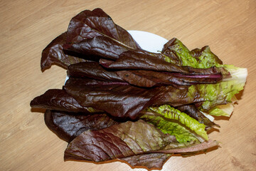 Close up shot of the red leaf lettuce. Food