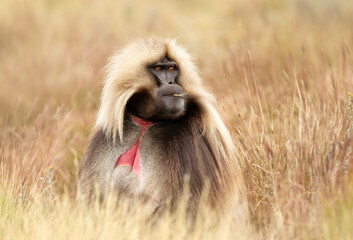 Adult male gelada monkey eating grass in Ethiopian highlands