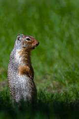 Columbian Ground Squirrel (Urocitellus columbianus)