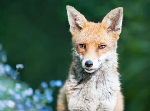 Portrait of a cute red fox in a garden, with blooming blue flowers in the background, UK.
