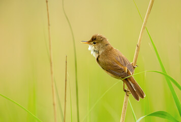 Close-up of a common reed warbler in a meadow