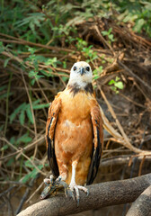 Black-collared hawk holding a fish in its talons, perched on a tree branch in the Pantanal, Brazil.