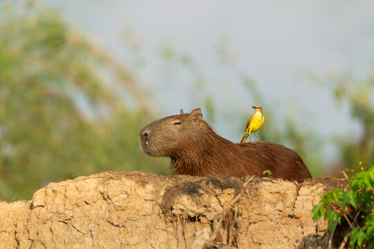 Close-up of a capybara with a cattle tyrant bird perched on its back