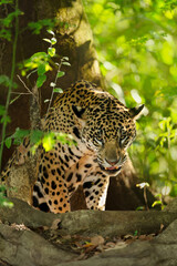 Portrait of a jaguar emerging from forest shadows, Pantanal, Brazil