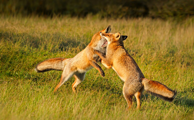 Two cute red fox cubs playing in a meadow