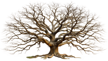 A large ancient oak tree with thick gnarled branches and exposed roots stands bare of leaves against a transparent background