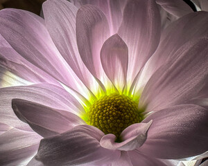 The white petals of a flower glow in this backlit image