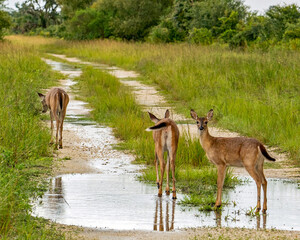 Deer pause for water after a storm on a hot spring day in Myakka River State Park, Florida