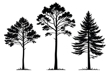 Three black pine tree silhouettes on white background