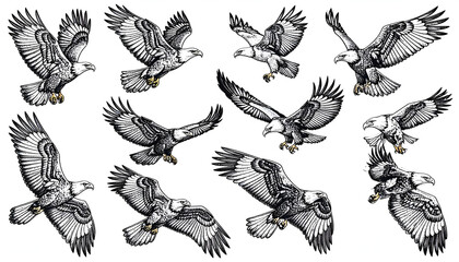 Fototapeta premium Bald Eagle Flight Collection.