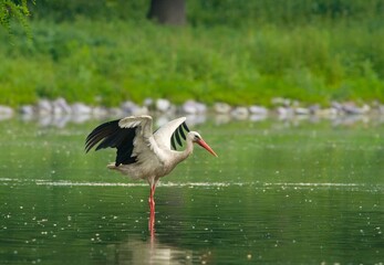 white stork in the water