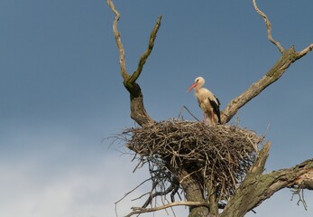 stork in the nest