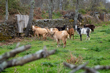 Goats Grazing in Rustic Pasture