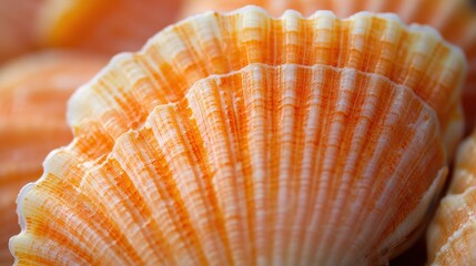 Close-up view of the intricate patterns on a scallop shell.