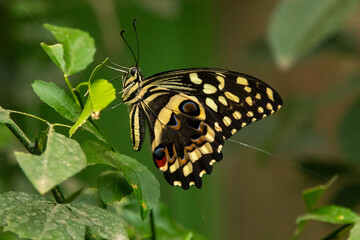Swallowtail Butterfly