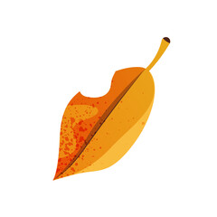 Icon of herbarium leaf or pressed plant foliage. Vector seasonal forest nature or fall wood plant. Yellow woodland leaf print. Garden nature and rustic deciduous. Botany, biology, taxonomy, ecology.