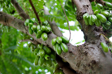 Averrhoa bilimbi, commonly known as bilimbi, cucumber tree, or tree sorrel.