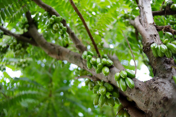Averrhoa bilimbi, commonly known as bilimbi, cucumber tree, or tree sorrel.