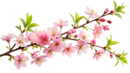 Obraz premium A closeup view of a blooming cherry blossom branch showcases its intricate pink petals and vibrant green leaves against a stark white backdrop isolated on