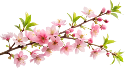A closeup view of a blooming cherry blossom branch showcases its intricate pink petals and vibrant green leaves against a stark white backdrop isolated on