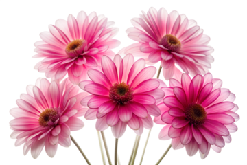 A cluster of five vibrant pink gerbera daisies with detailed centers and soft petals is arranged against a pure transparent background symbolizing joy and beauty