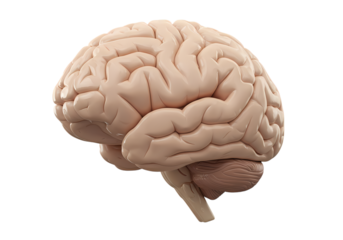 Human Brain: Detailed Anatomy Photo - Medical, Neurological, and Cognitive Science Resource Isolated on White Background