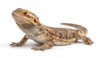 Obraz premium Bearded dragon on a white background