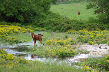 horse in the meadow, logudoro meilogu, Sassari, Muros, Sardinia, Italy